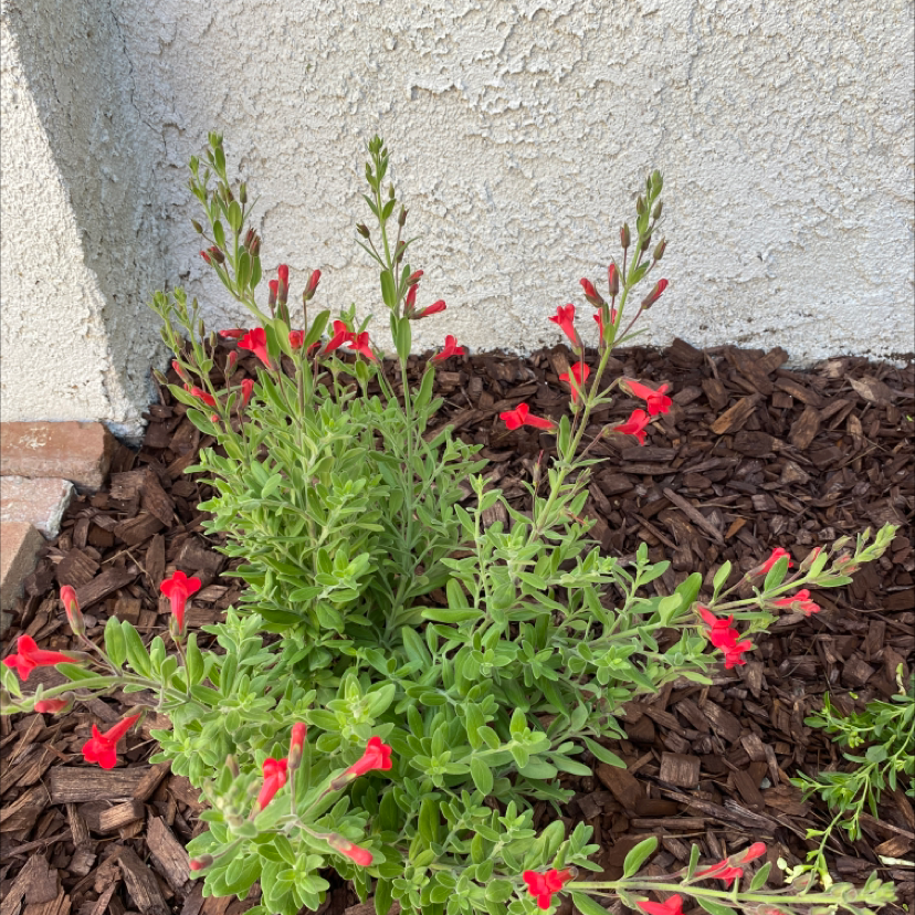 Baby Sage plant with red flowers growing in a mulched area against a wall.