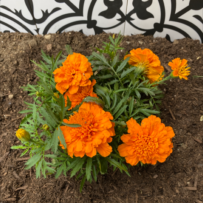 Healthy African Marigold plant with vibrant orange flowers and visible soil.