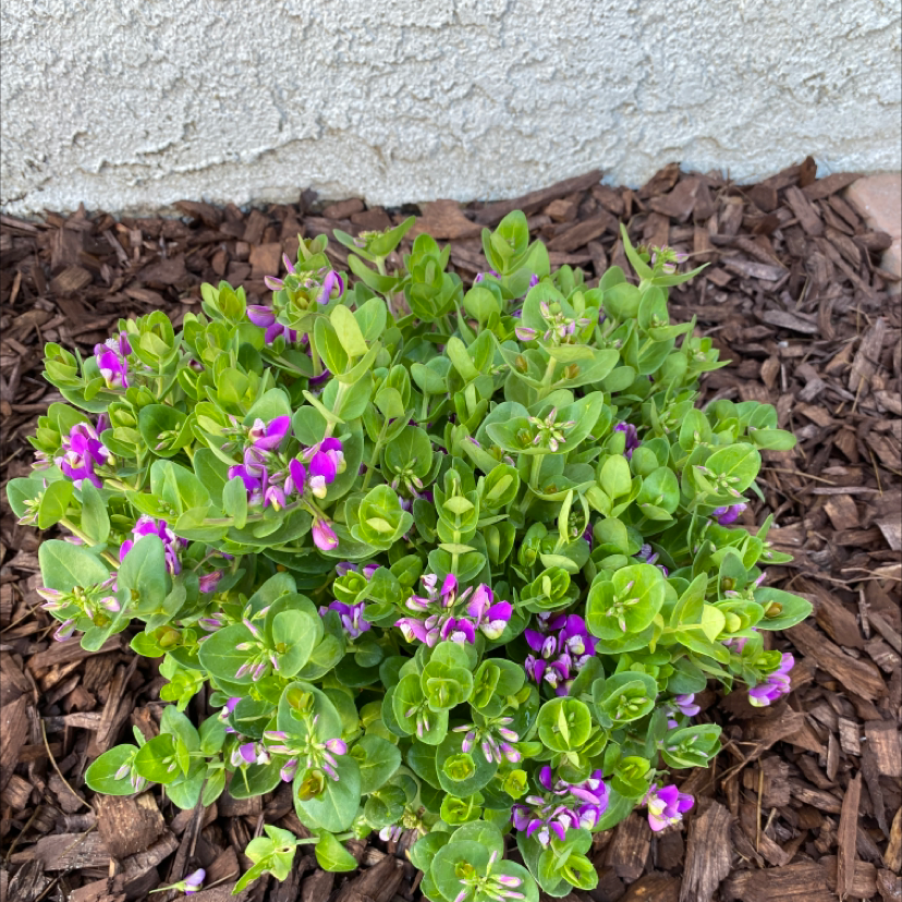 Healthy Myrtle-Leaf Milkwort plant with green leaves and purple flowers in a mulched area.