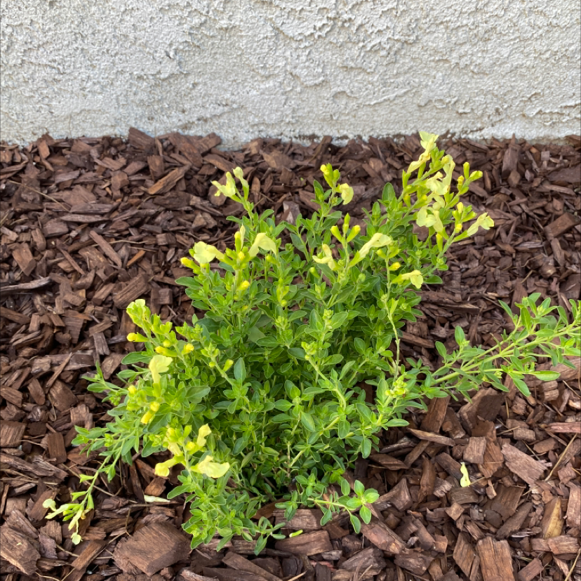 Autumn Sage plant with some yellowing leaves, situated in mulch.