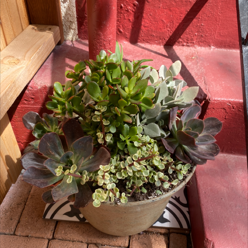 Potted succulent arrangement with Painted Echeveria in a well-lit area.