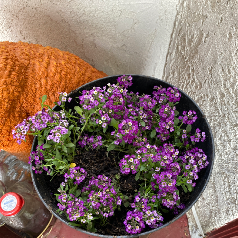 Sweet Alyssum Is Not Toxic to Humans