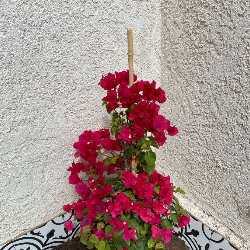 Best Soil Potting Mix for Bougainvillea