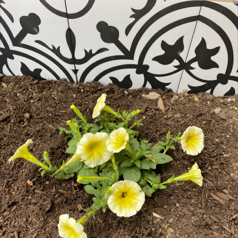 Million Bells plant with yellow flowers, planted in soil with a decorative background.