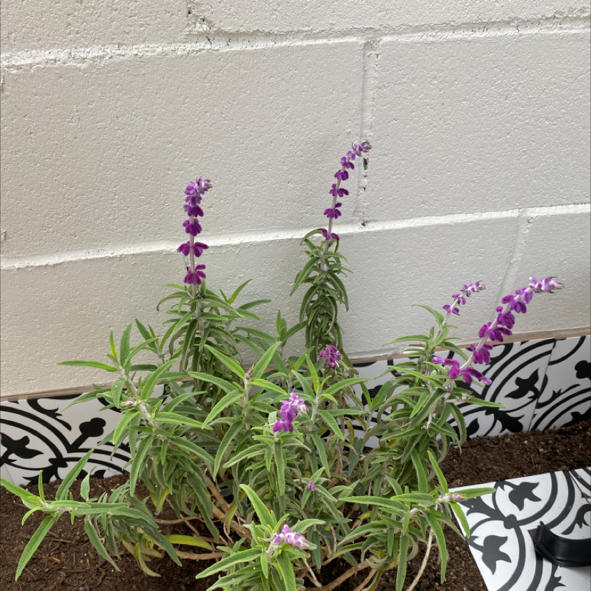 Mexican Bush Sage with purple flowers against a white brick wall.