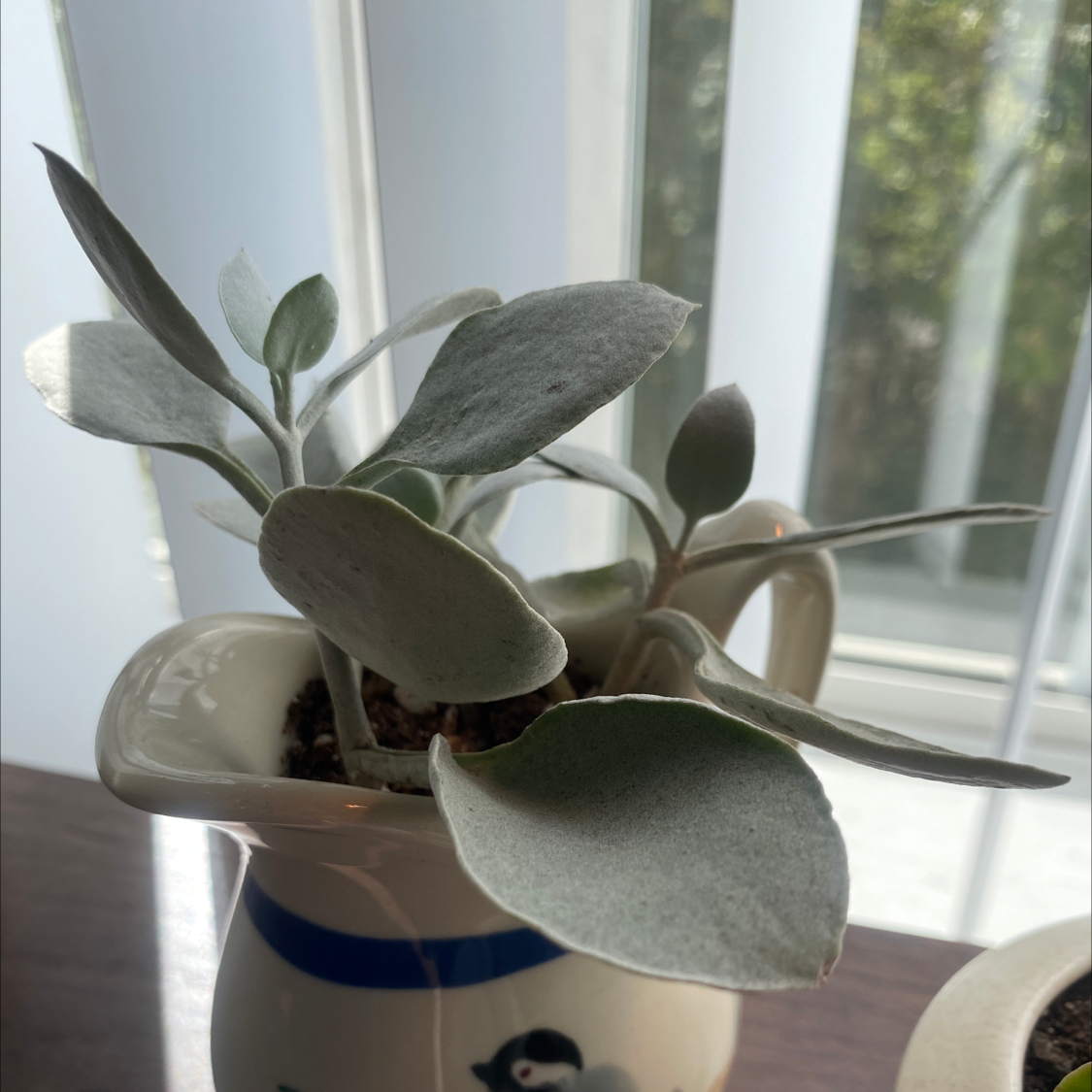 Copper Spoons plant with thick, silvery leaves in a small container near a window.