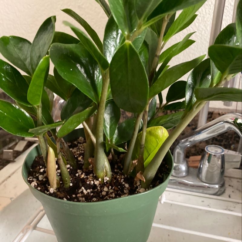 Healthy, thriving ZZ plant with shiny dark green leaves in a green pot, with a human hand touching one leaf.