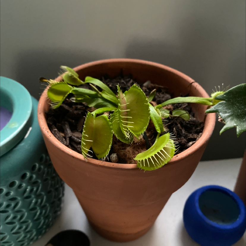 Venus Fly Trap in a terracotta pot with vibrant green leaves and well-defined traps.