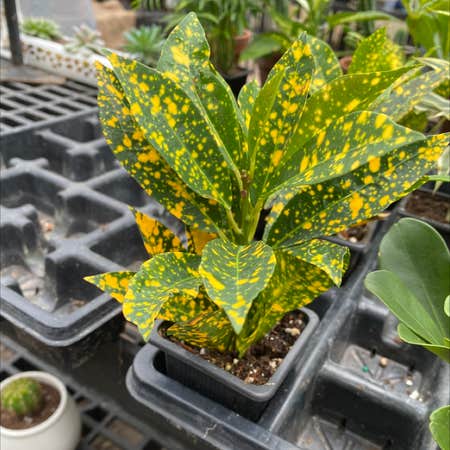 Photo of the plant species Japanese Laurel by @Lilly named K on Greg, the plant care app