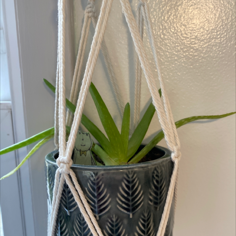 Aloe vera plant photo by @Lilly named Ashley on Greg, the plant care app.
