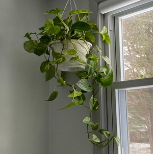 Jade Pothos plant photo by Lilly named Conan on Greg, the plant care app.