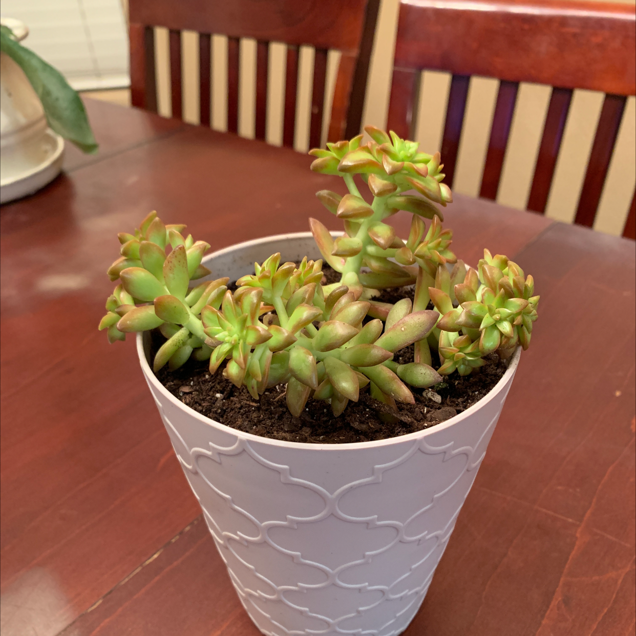 Potted Sedum adolphi 'Golden Glow' plant on a wooden table.