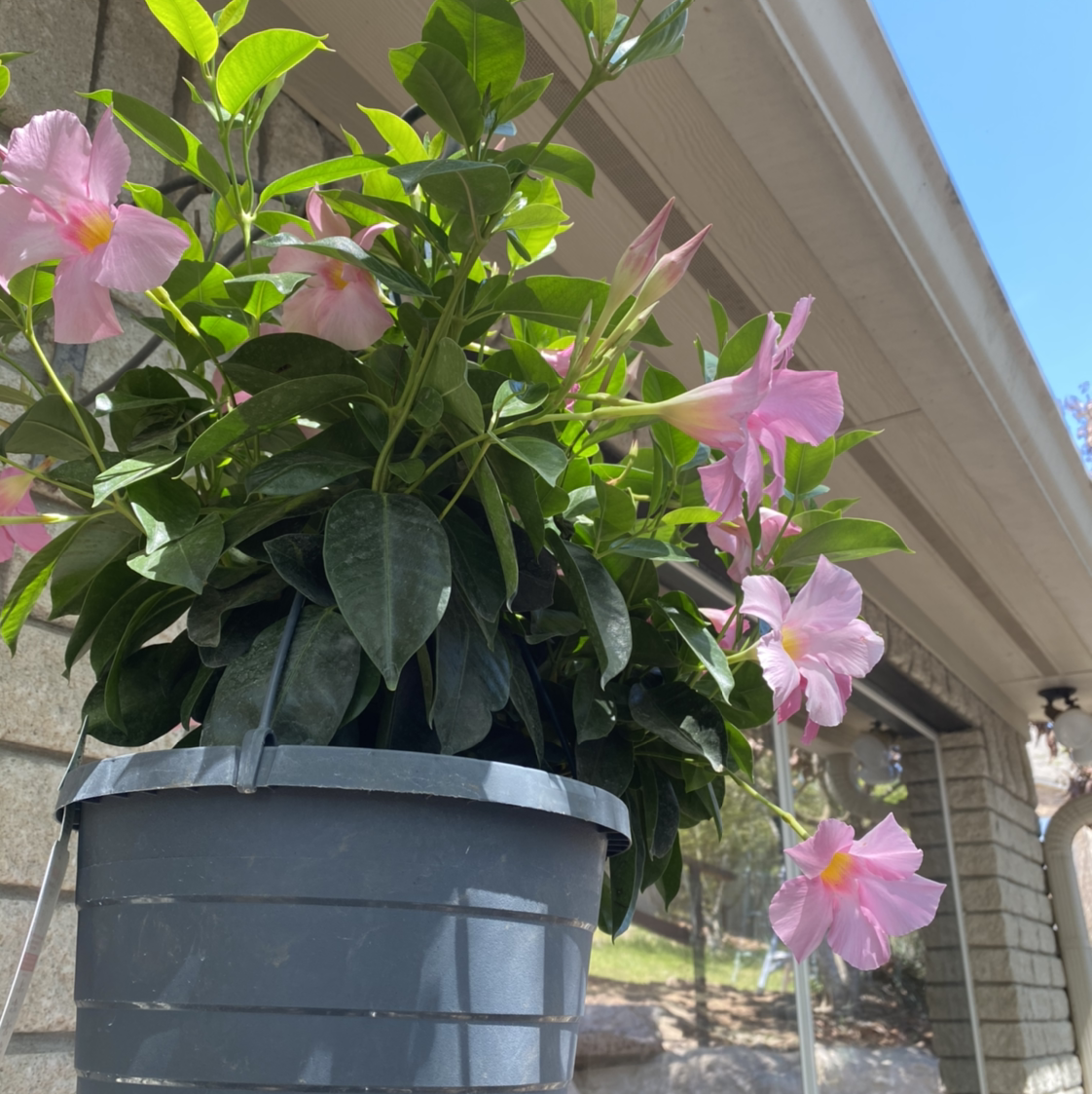 Brazilian Jasmine plant in a hanging pot with pink flowers and green leaves.