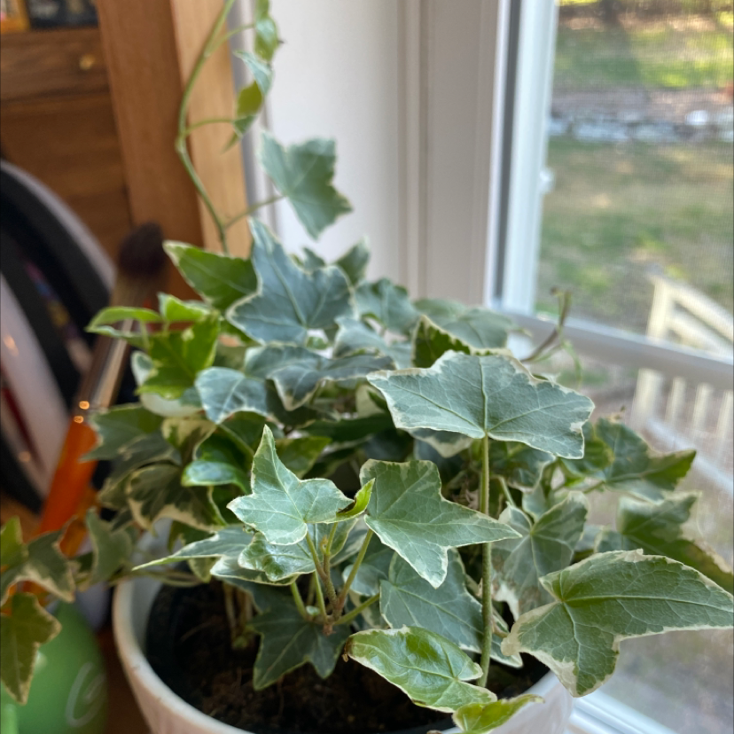 English Ivy plant photo by @sequTree named Denali on Greg, the plant care app.