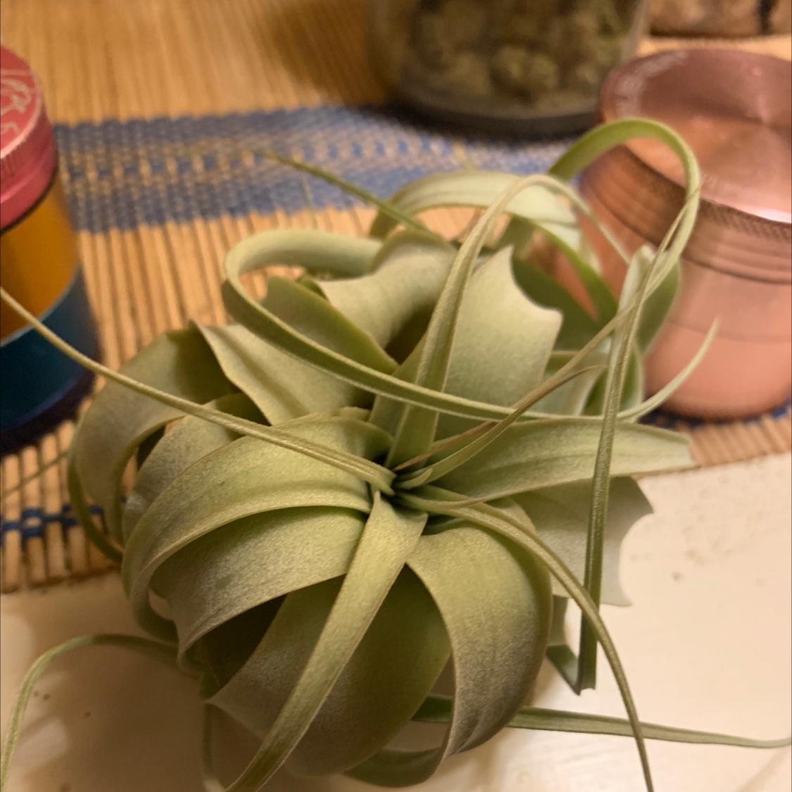 Photo of the plant species Tillandsia Xerographica by @reaganreadd named Air jordan on Greg, the plant care app