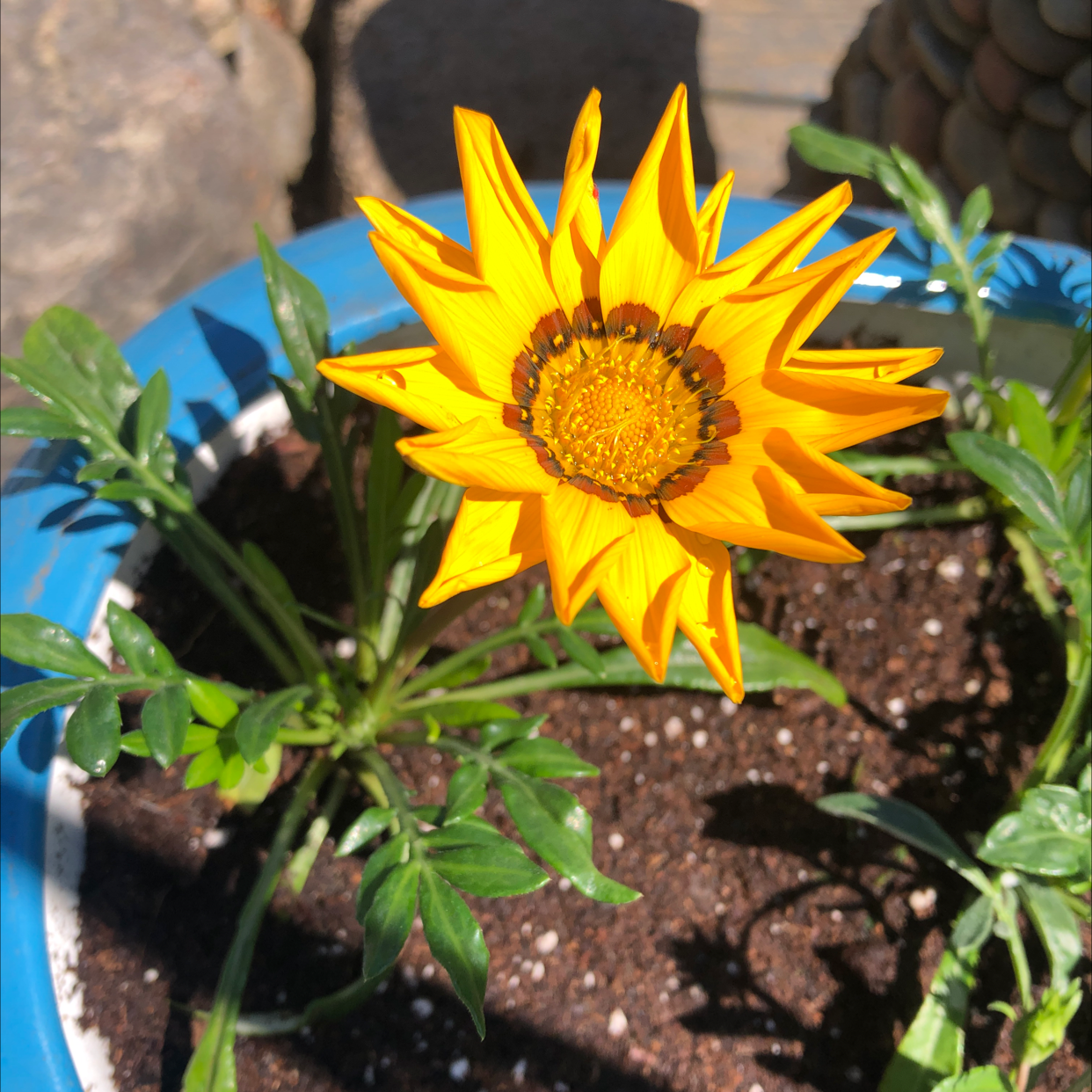 A healthy Treasureflower in a blue pot with visible soil, showing a vibrant yellow bloom.