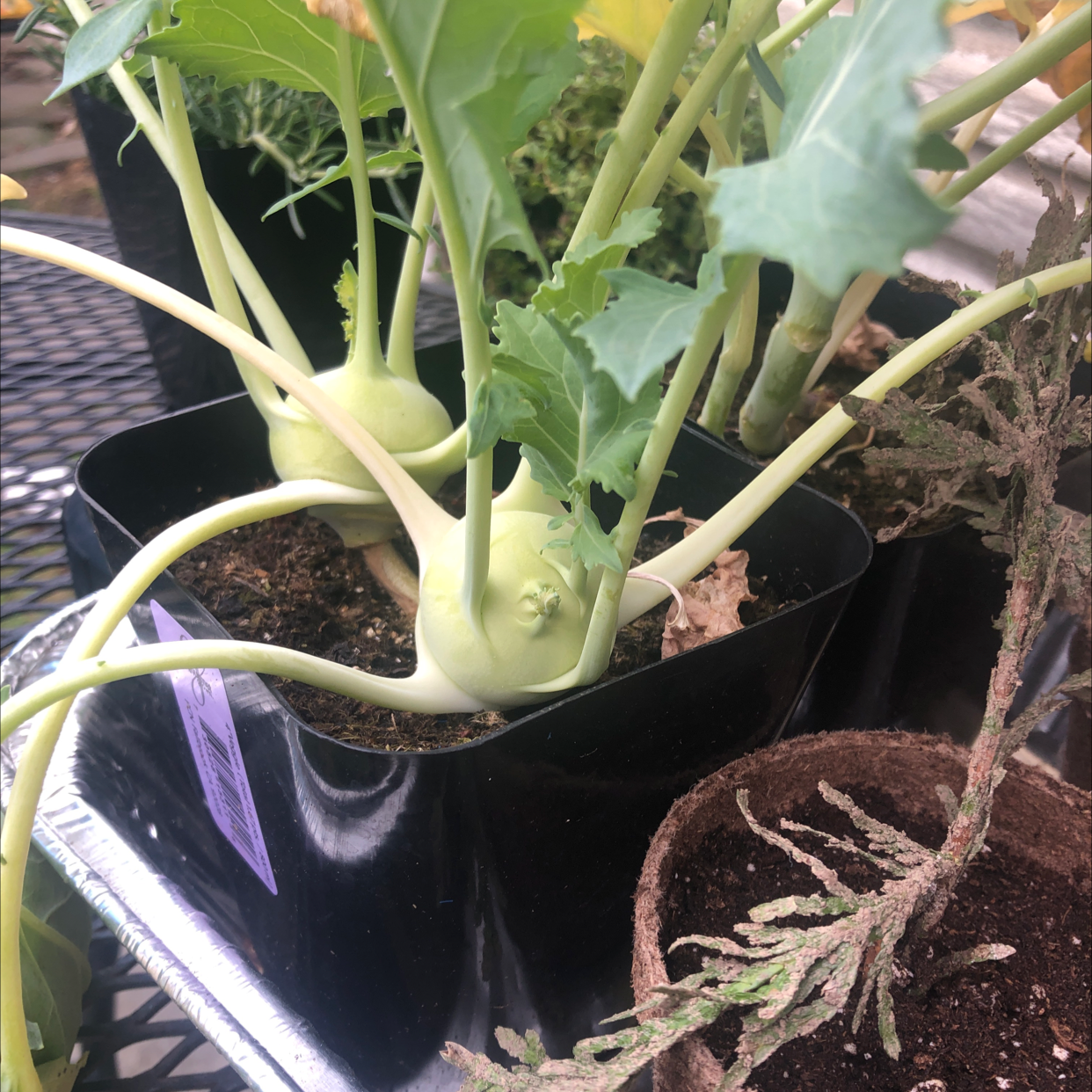 Healthy kohlrabi plant with light green bulbous stem and large green leaves growing in black plastic container with soil.