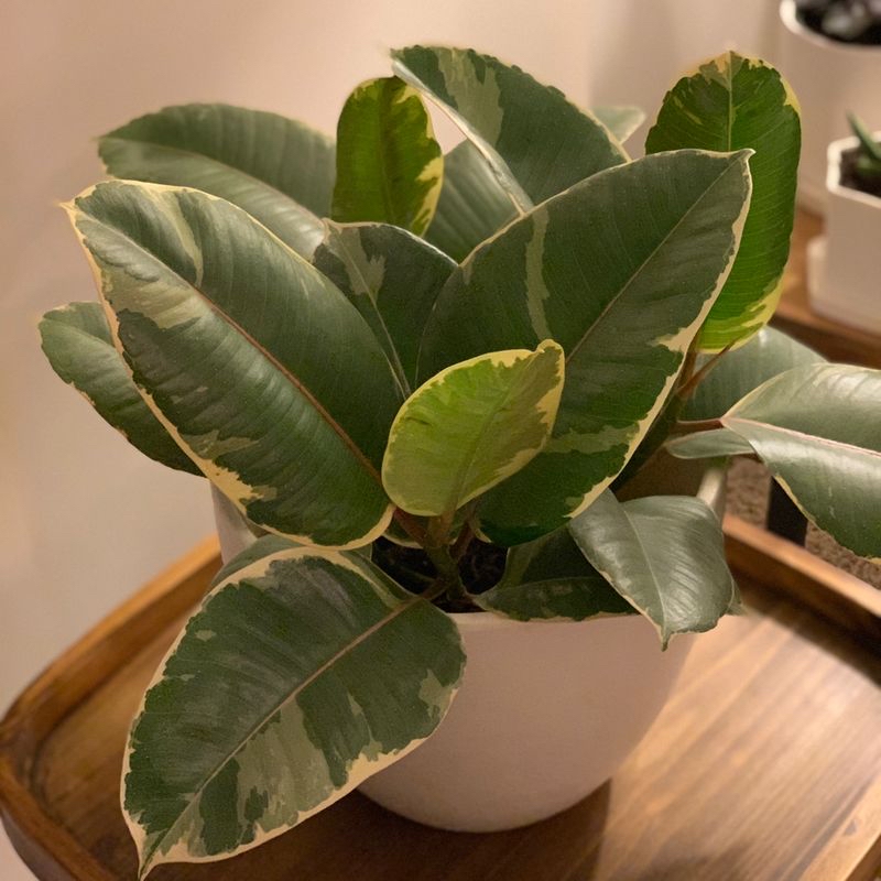 Healthy variegated rubber plant with glossy green and yellow leaves in a white ceramic pot, well-framed photo.