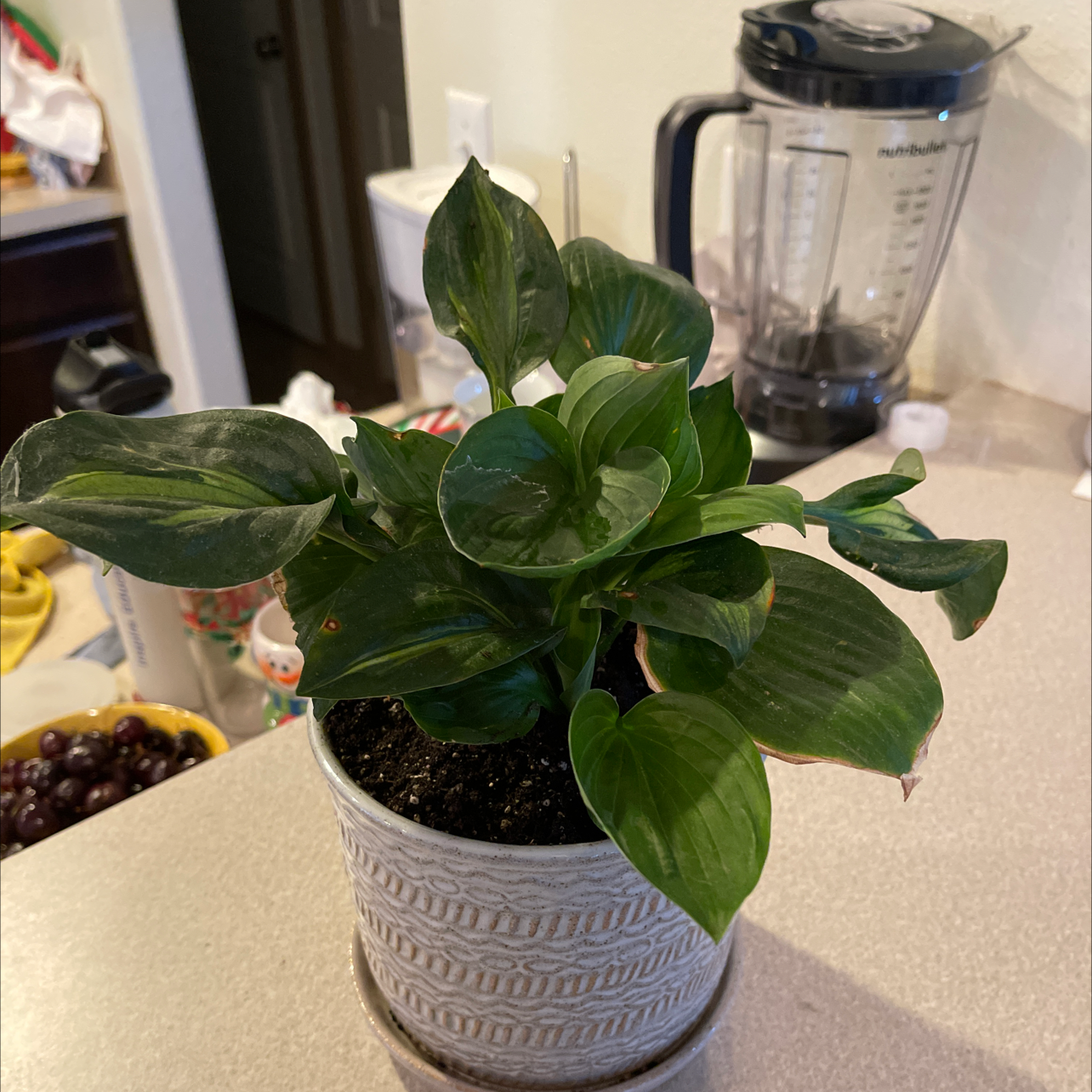 Healthy Chinese Taro plant with lush green heart-shaped leaves in a gray textured ceramic pot, situated on a kitchen counter.