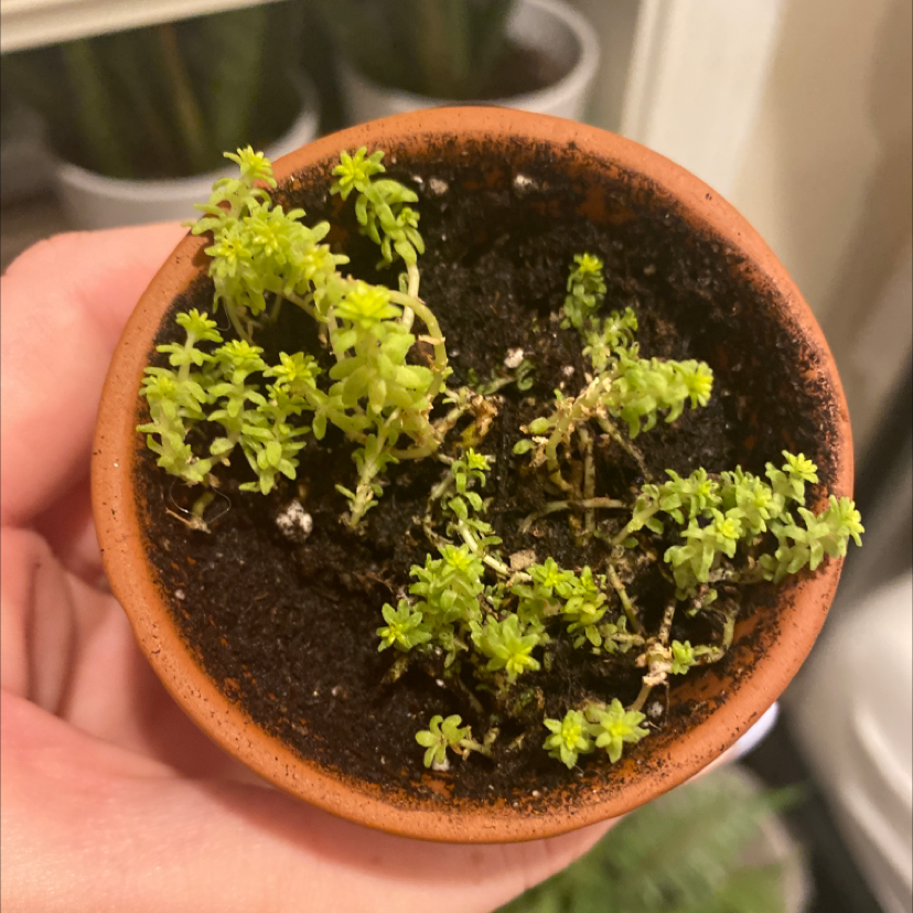 Potted Tokyo Sun Stonecrop plant with some yellowing and browning leaves, held in a hand.
