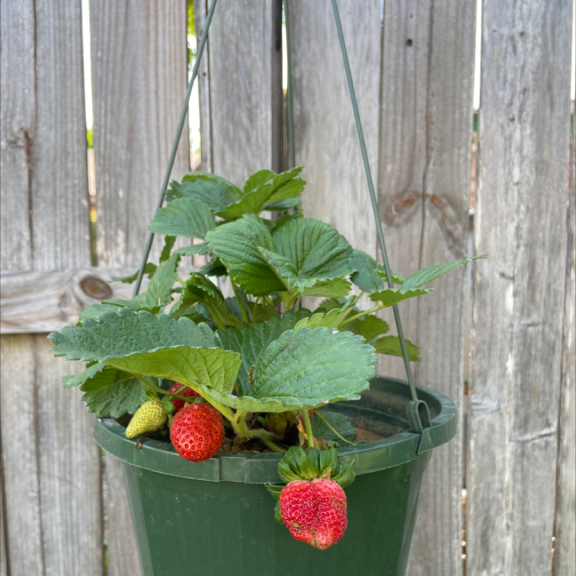 California Strawberry plant in a green hanging pot with visible strawberries.