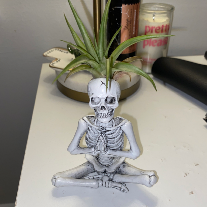 Photo of the plant species Tillandsia harrisii by @katedavis named Bones on Greg, the plant care app