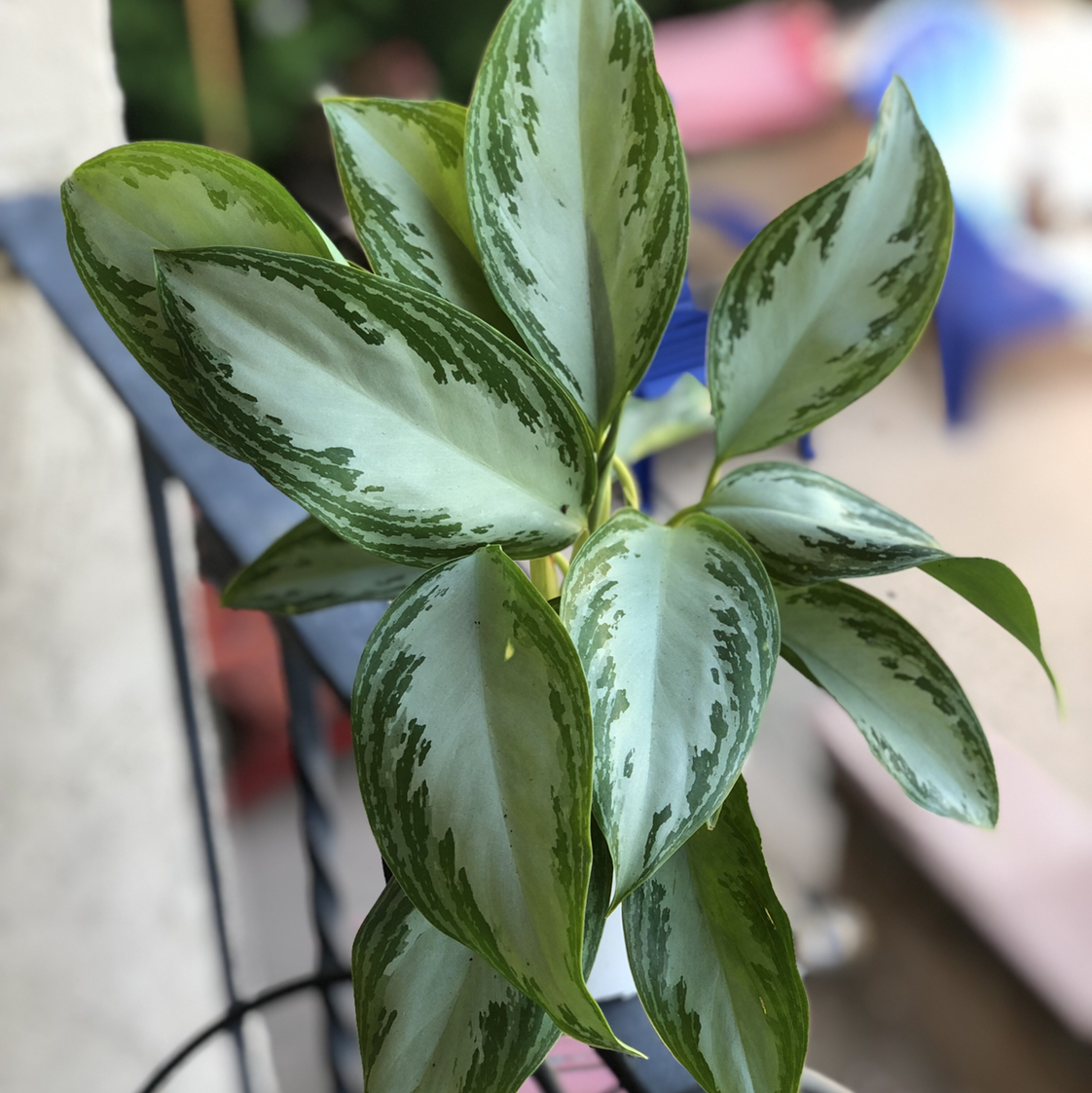 Aglaonema 'Silver Bay' plant with vibrant green and silver leaves, well-framed and in focus.