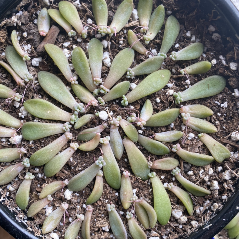 Graptosedum 'Francesco Baldi' plant in a pot with visible soil, healthy leaves, and no flowers.