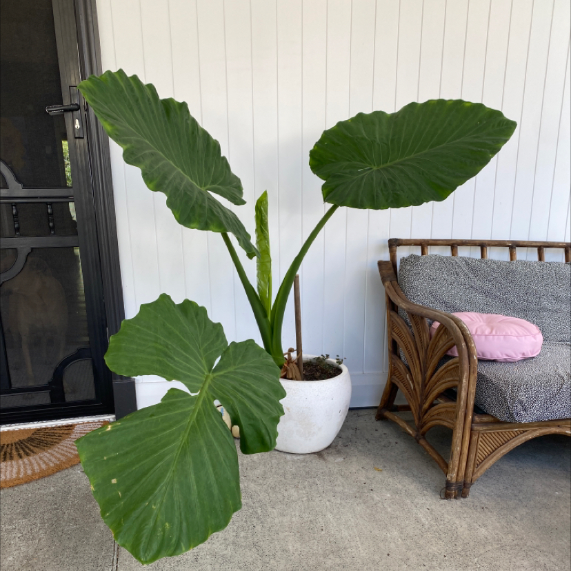 A healthy Chinese Taro plant with large green elephant ear shaped leaves, potted in a white ceramic planter indoors.