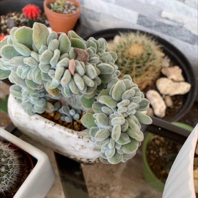 Healthy Mexican Firecracker succulent in a pot with other cacti in the background.