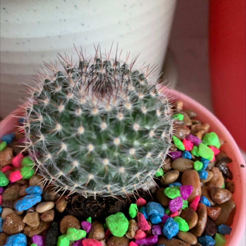 Twin Spined Cactus in a pot with colorful pebbles, appears healthy.