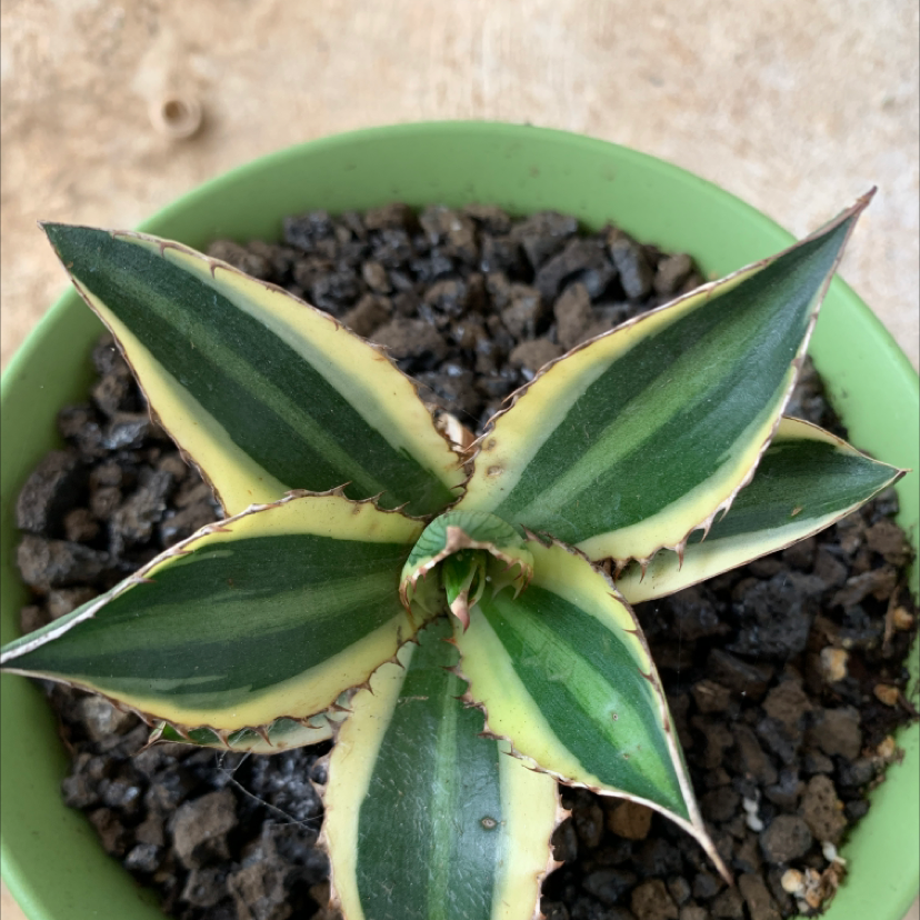 Thorn-Crested Century Plant in a green pot with variegated leaves and visible soil.