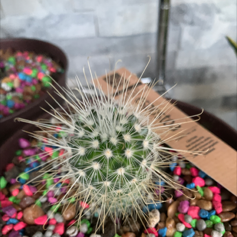 Healthy potted lace hedgehog cactus held against colorful pebble background, showing dense white spines on spherical green body.
