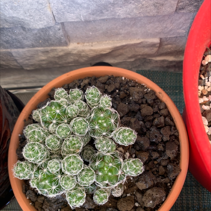 Potted Missouri Foxtail Cactus with green cacti covered in white spines, visible soil.
