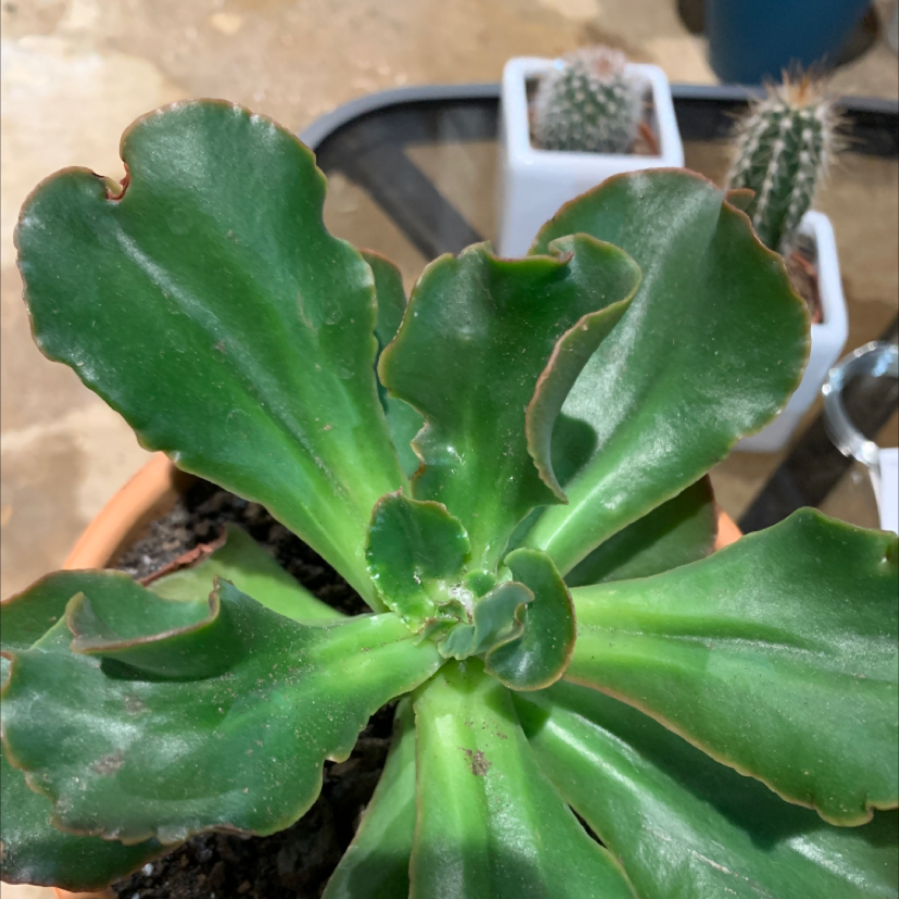 Photo of the plant species Cliff Maids by Wendy named Your plant on Greg, the plant care app
