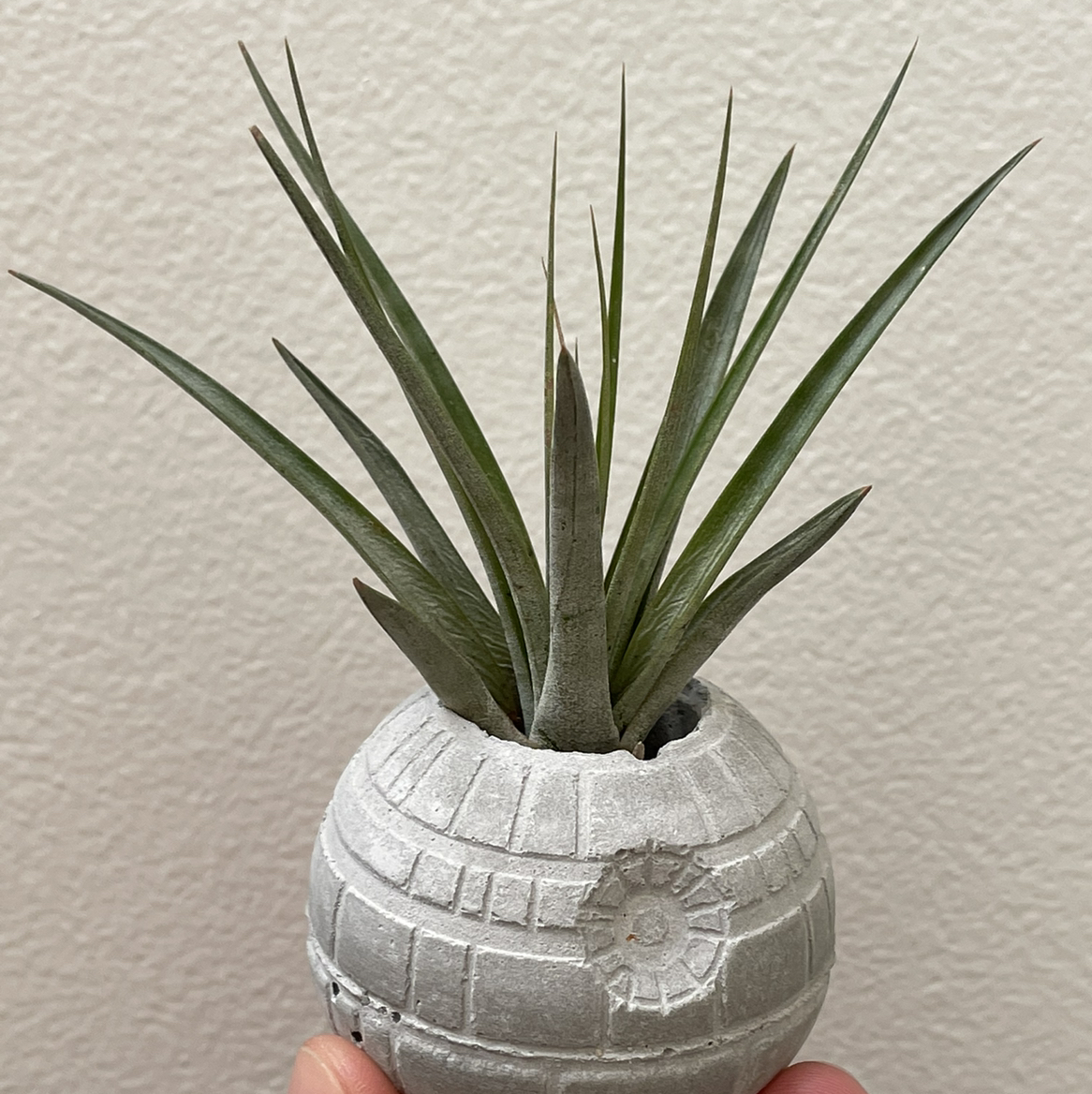 Tillandsia Erubescens plant photo by @schellbell named Luke on Greg, the plant care app.