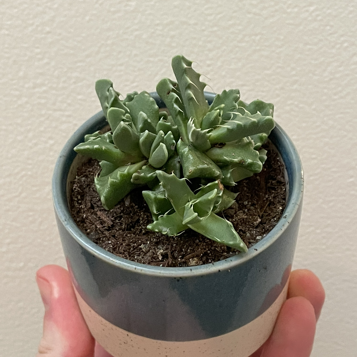 Tiger's Jaw plant in a small pot, held by a hand. The plant appears healthy.
