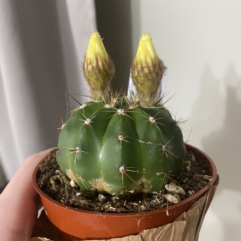 Sonora Barrel cactus with two buds, healthy and well-framed.