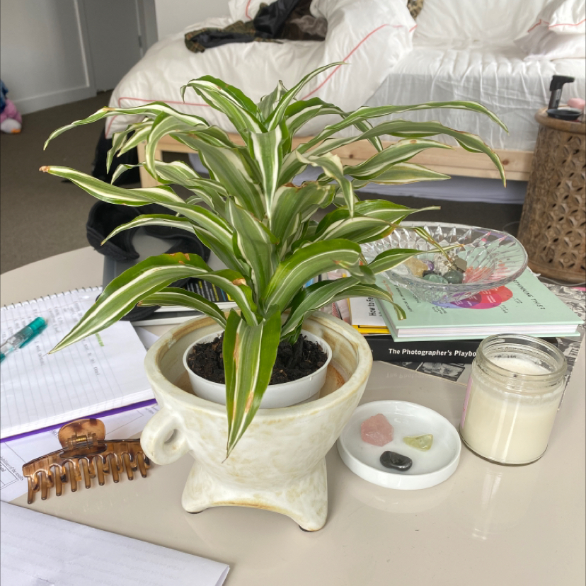 White Jewel Dracaena plant in a pot on a table with household items.