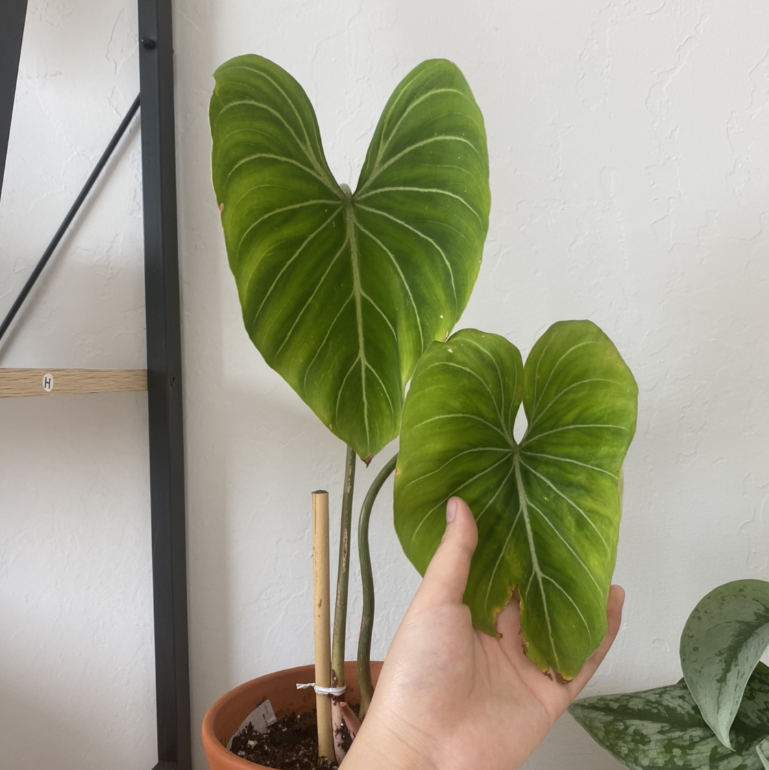 Philodendron gloriosum plant with two large, heart-shaped leaves. A hand is holding one leaf.