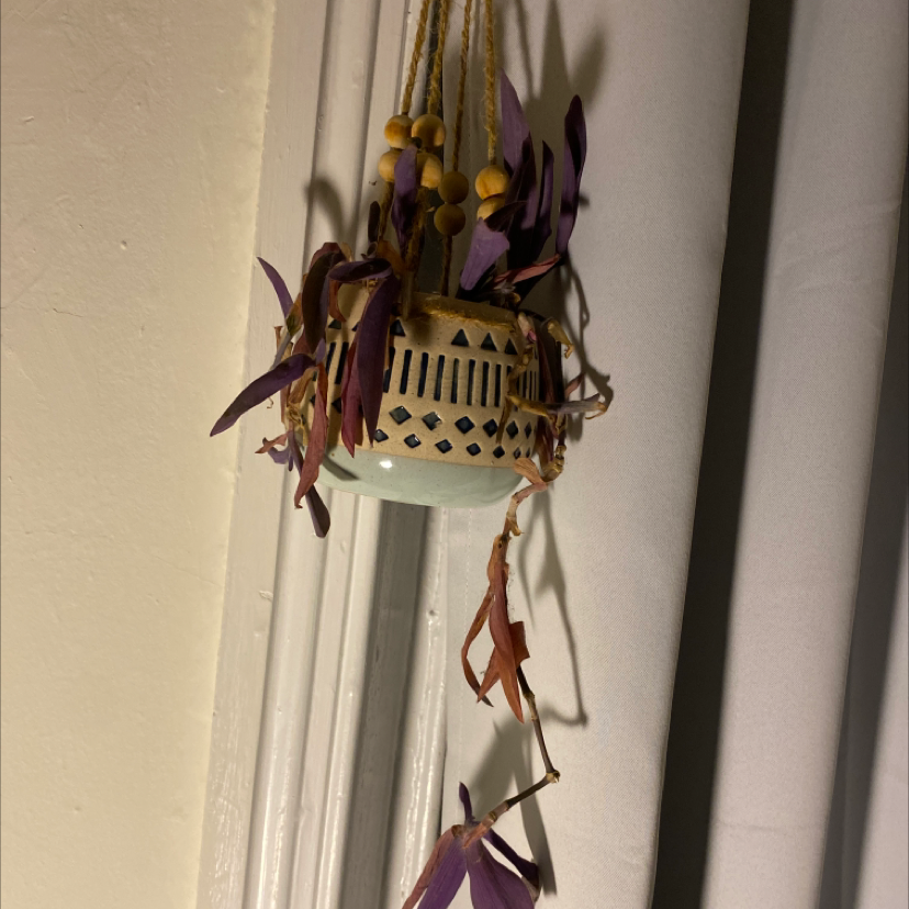 Healthy Purple Heart plant with vibrant purple and green foliage trailing from a hanging ceramic pot with cut-out design.