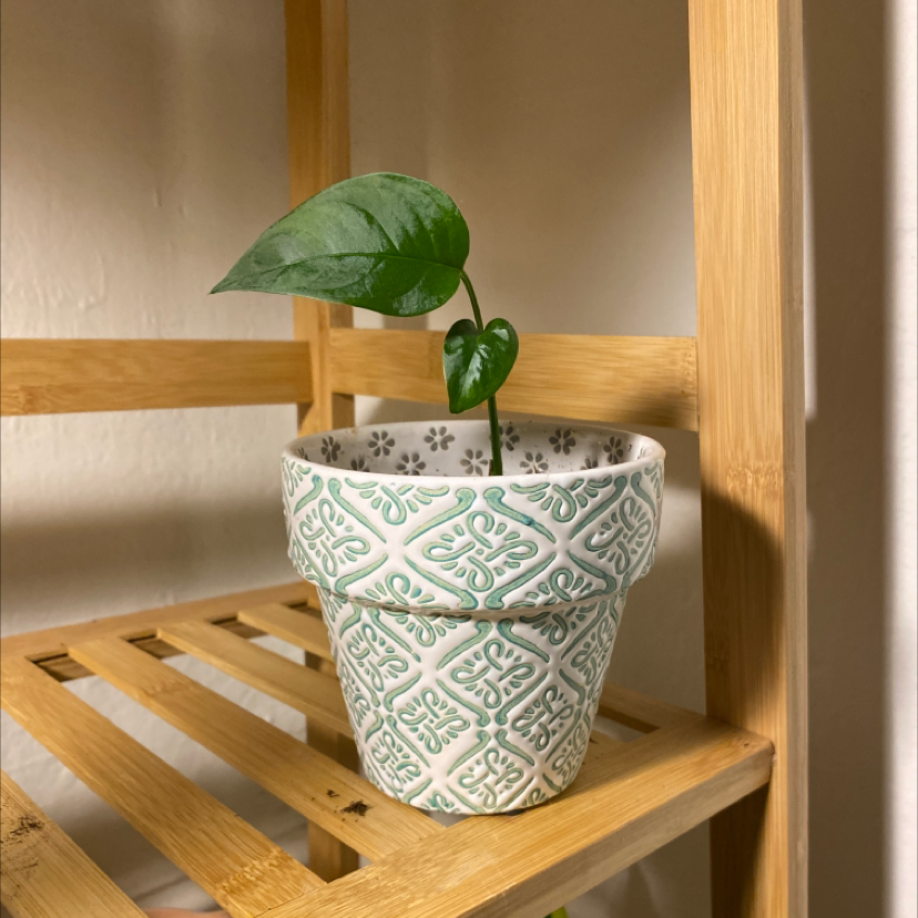 A healthy young Monstera deliciosa plant with one large leaf in a decorative green and white ceramic pot on a wooden shelf.