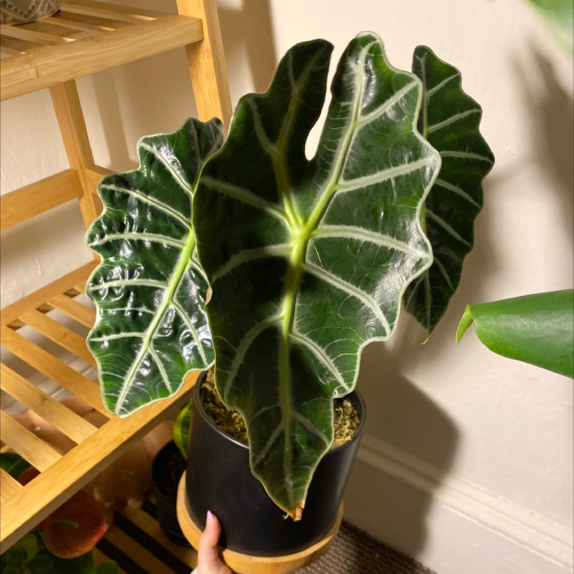 Healthy Alocasia Polly Plant with dark green leaves and white veins in a black pot.