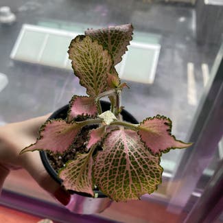 Pink hybrid nerve plant plant in New York, New York