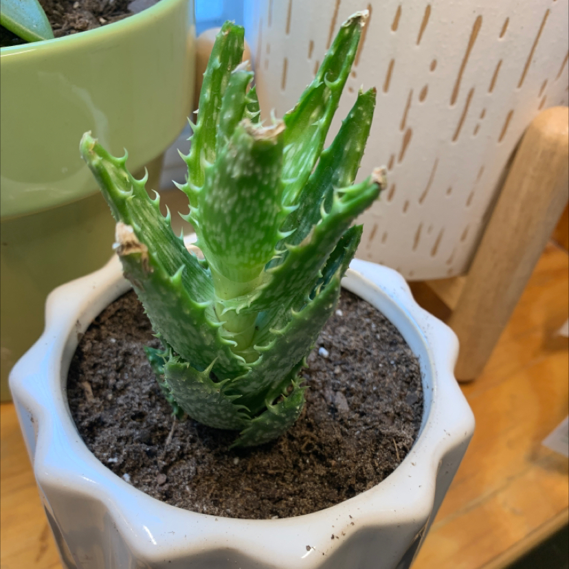 Photo of the plant species Tiger Tooth Aloe by @Peyton72 named Shark bait on Greg, the plant care app