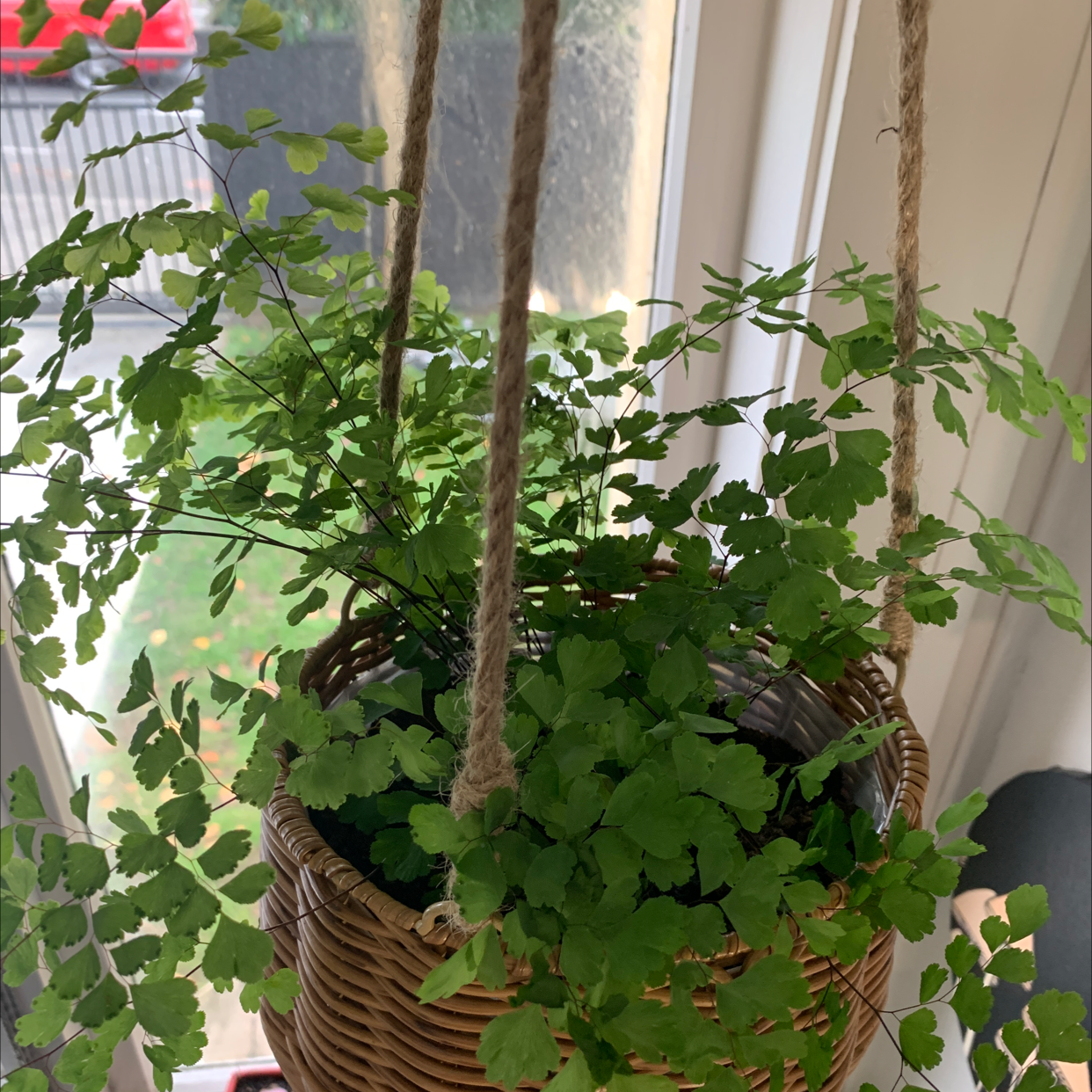 Pacific Maidenhair Fern in a hanging basket with vibrant green leaves.