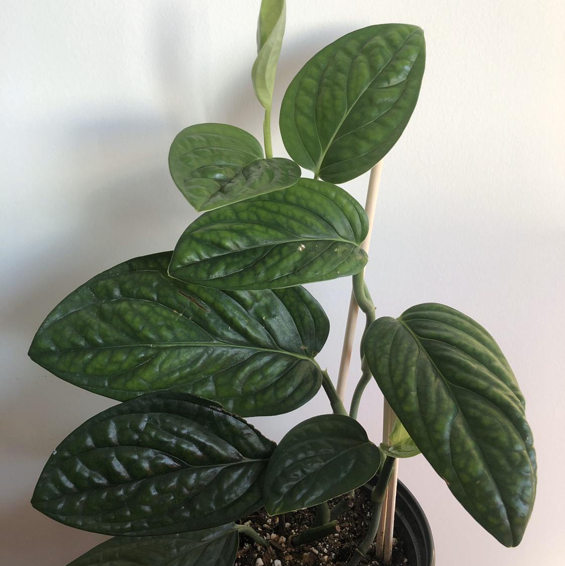 Monstera pinnatipartita plant with healthy green leaves in a pot.