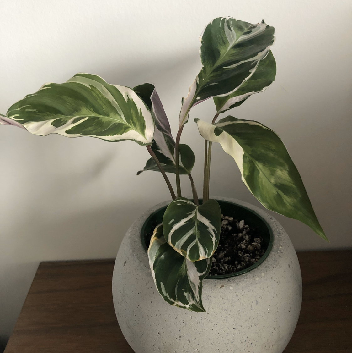 Calathea 'White Fusion' plant in a pot with vibrant green and white variegated leaves.