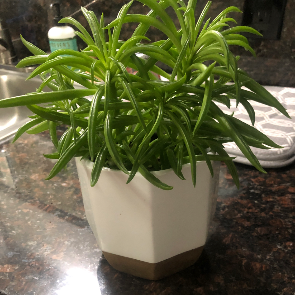 Pincushion Peperomia plant photo by @jenlynrodarte named Morro on Greg, the plant care app.