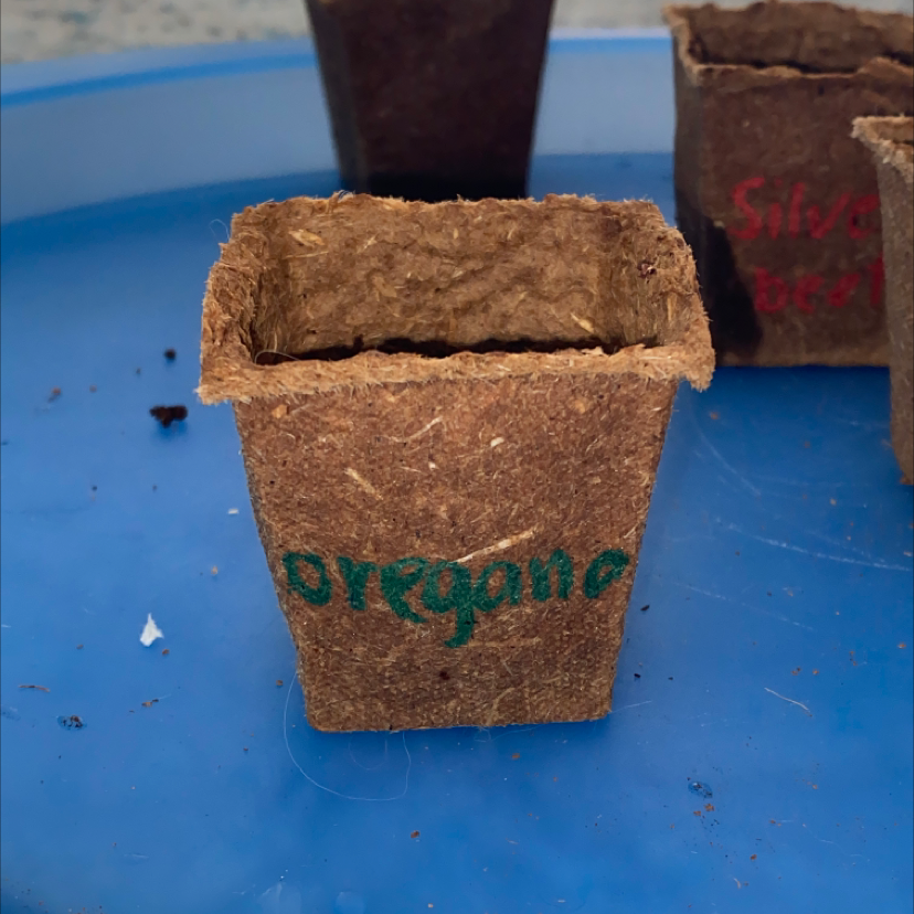 A healthy oregano seedling growing in a compressed coir pot labeled 'oregano', photographed against a blue background.